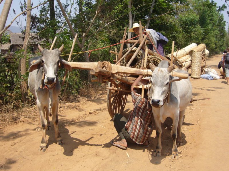 Travel - Myanmar - Inle Lake - Second Boat Trip - Walk to the Market